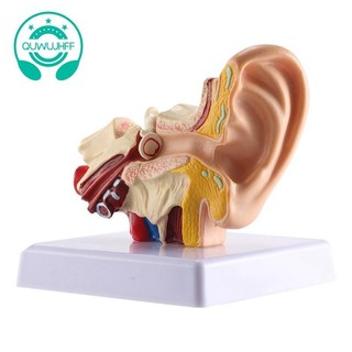 Bộ mô hình giải phẫu tai người 1.5x chuyên nghiệp