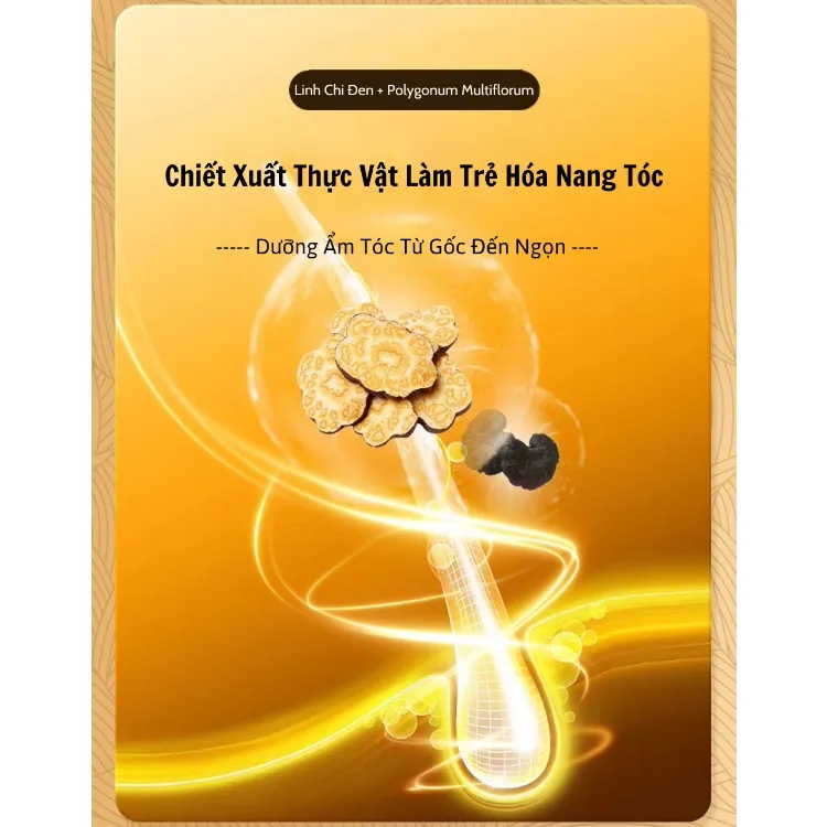 Dầu Gội Dưỡng Đen Tóc Cao Linh Chi Dr.Dmy 300g Nuôi Dưỡng Tóc Bóng Mượt, Đen TócTự Nhiên