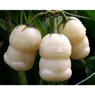 Hạt giống quả nhân sâm gói 100 hạt - hạt giống tốt