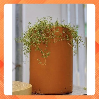 Chậu gốm đất nung kiểu TRỤ TRÒN TRƠN (1 cái 18x25cm) - chậu trồng cây, gốm sứ sân vườn Bình Dương