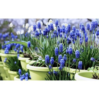 Củ hoa muscari