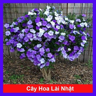 Cây Hoa Lài Nhật, Nhài Nhật _cây giống chuẩn