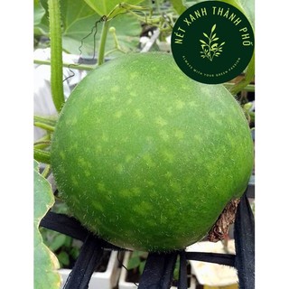 Hạt giống Bí đao trái tròn - h2t farm