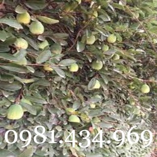 Cây quả trâu cổ khô tốt cho s inh l ý 01kg khô mới