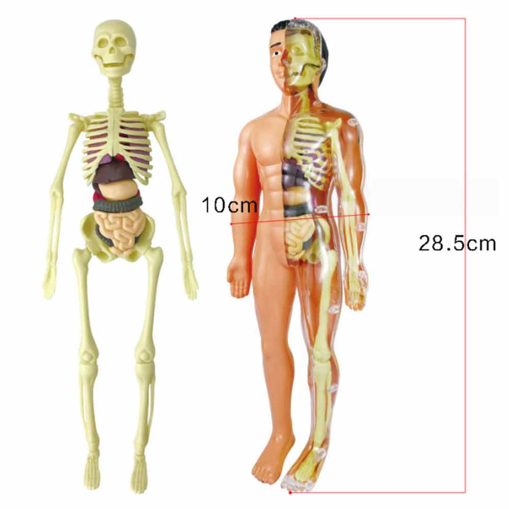 Anthropomorphic Stem Children's Toys Plastic DIY Skeleton Toys Science Teaching Aids for Children