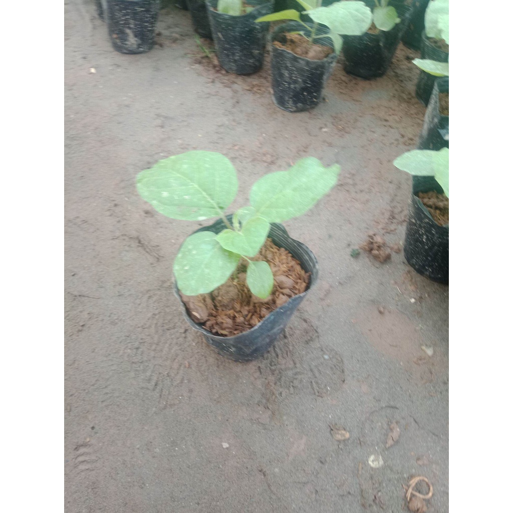 Cây cà tím quả dài