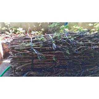 Cành Đinh Lăng Nếp Bắc ( nhà trồng )