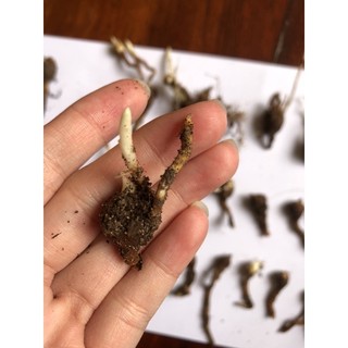 Alocasia Macrorrhiza Variegata ( củ ráy đột biến)