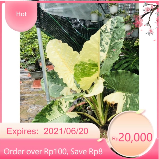 Alocasia Macrorrhiza Variegata ( củ ráy đột biến)