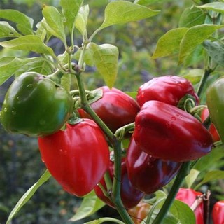 Hạt giống ớt chuông (gói 60 hạt, tặng kèm phân)