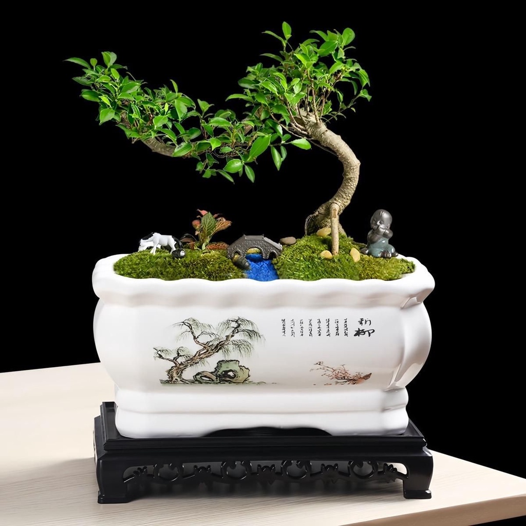 Chậu sứ trồng cây to hình chữ nhật, chậu trồng các cây bon sai, nội thất, cây văn phòng đẹp