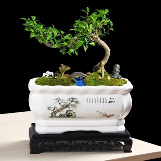 Chậu sứ trồng cây to hình chữ nhật, chậu trồng các cây bon sai, nội thất, cây văn phòng đẹp