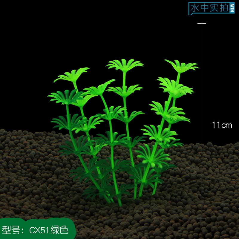 Cây Cỏ Nước - Cây Thủy Sinh