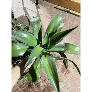 cây dứa cảnh nam mỹ ( CÂY GIỐNG CÓ BẦU ĐẤT)