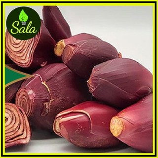 1kg củ giống sâm đại hành cây giống 3 miền xương rồng