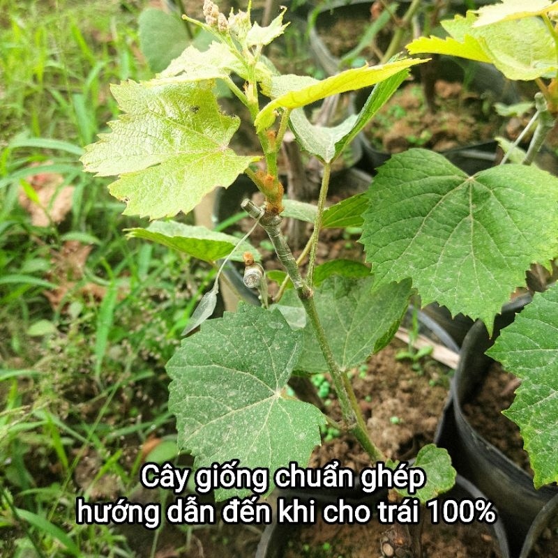Cây Nho Giống Bailey  Siêu Trái Dễ Trồng - Cây Giống Tốt