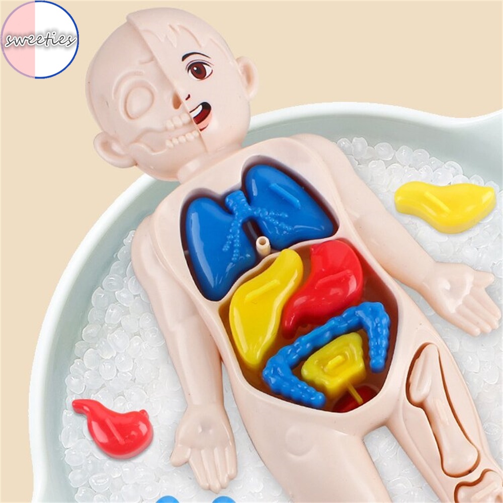 Mô Hình Cơ Quan Người diy Giáo Dục Khoa Học Cho Bé