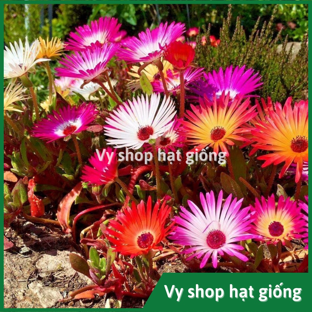 Hạt giống hoa mười giờ châu phi  gói 300 hạt mix màu