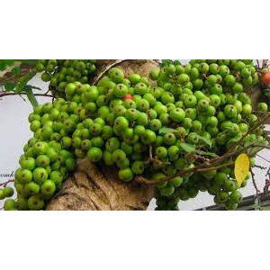 500g/1Kg Trái Sung Tươi