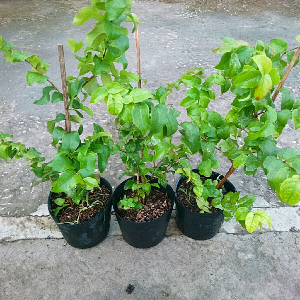 Cây Cherry Nam Mỹ - cherry Surinam - cây cherry Khía có quả sau 6 tháng phù hợp khí hậu 3 miền Việt Nam - Cây Giống Tốt