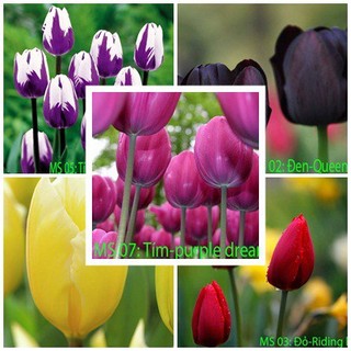 Combo 5 củ giống hoa tulip mix màu - Củ Giống Tốt
