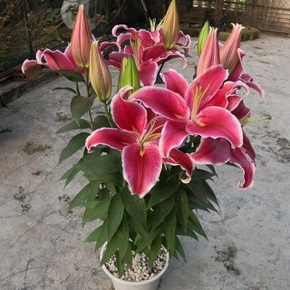 Củ hoa ly kép, ly cao thơm Hà Lan