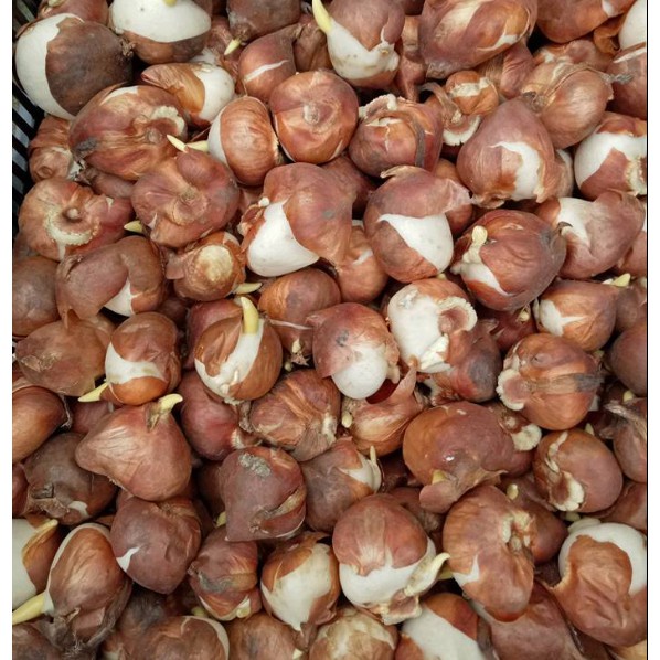 Com bo 10 Củ hoa Tulip Hà Lan 20 ngày nở hoa