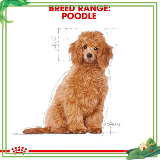 THỨC ĂN CHO CHÓ ROYAL CANIN POODLE-CHUBBY MEW