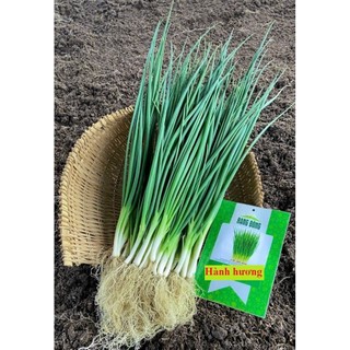 Hạt giống Hành Hương chịu nhiệt, sinh trưởng mạnh, trồng và thu hoạch quanh năm gói 2gr