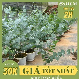 CHẬU CÂY KHUYNH DIỆP (DOLA) ,(cao 30cm) có mùi thơm, cây cảnh decor, trang trí nhà nội thất, khoẻ đẹp, GIÁ RẺ