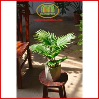 Cây cọ cảnh nhỏ để bàn, cây kè ta tượng trưng cho tình bạn thân thiết sự thịnh vượng của gia chủ