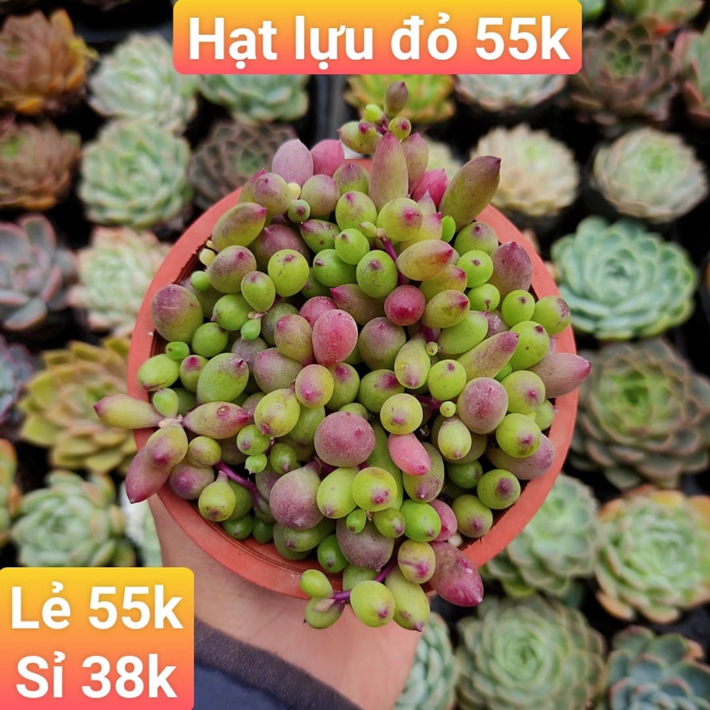 Hạt Lựu Đỏ 55K