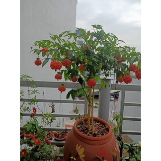 Cây lồng đèn bộp hoa quanh năm _cây giống chuẩn