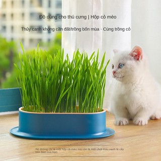 Mới Chậu Trồng Cỏ Mèo Không Cát Bằng Lúa Mạch Kèm Hộp Đựng