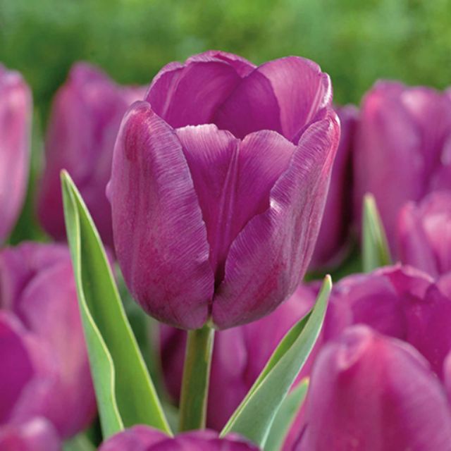 CỦ HOA TULIP MÀU TÍM ( 20 NGÀY RA HOA)