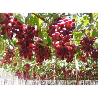 MẬT NHO NINH THUẬN (750ML)