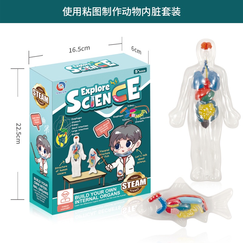 Mô hình 3D Giải Phẫu Cơ Thể Người Giáo Dục Sớm Montessori Phát Triển Tư Duy