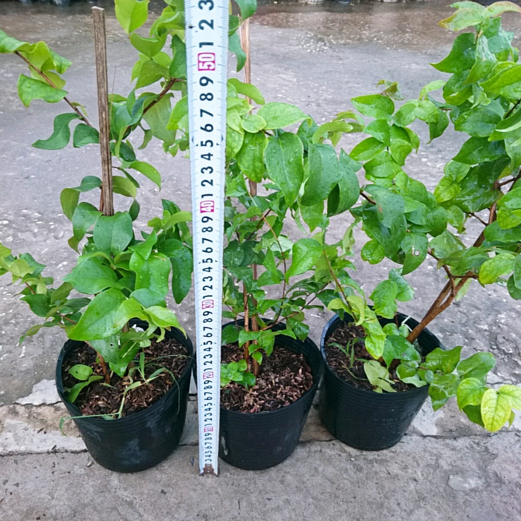 Cây Cherry Nam Mỹ - cherry Surinam - cây cherry Khía có quả sau 6 tháng phù hợp khí hậu 3 miền Việt Nam - Cây Giống Tốt