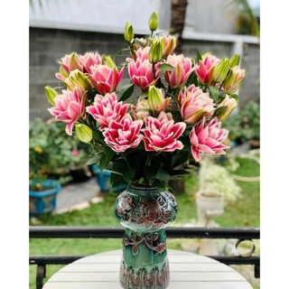 Củ hoa ly kép, ly cao thơm Hà Lan