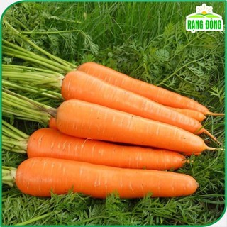 Hạt giống Cà Rốt củ to, dài, sinh trưởng khỏe, trồng quanh năm gói 5 gr Hạt giống Rạng Đông 507