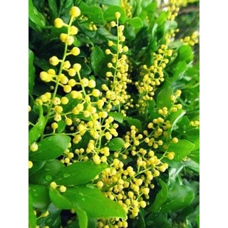 Cây hoa ngâu - cây dược liêu cao 40-50cm _Cây giống chuẩn