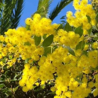 Cây giống mimosa cho hoa nhỏ li ti chùm vàng _Cây giống chuẩn