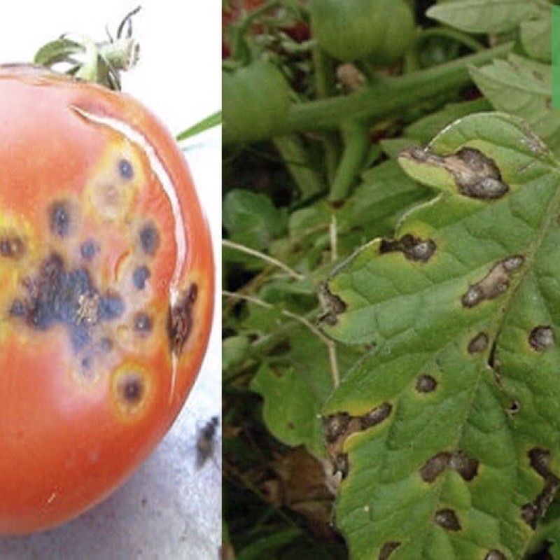 Thuốc trừ bệnh Mancozeb, Man xanh UPL, Man xanh Ấn Độ 100gram trừ bệnh vàng lá, thán thư, Sương mai...