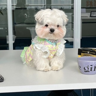 Ins thú cưng mùa xuân phong cách mùa hè ren hoa ren teddy bichon chó mèo quần áo phong cách mỏng