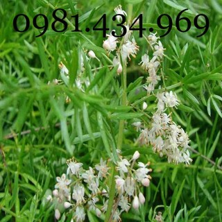 Sâm Dây Ngọc Linh 01KG