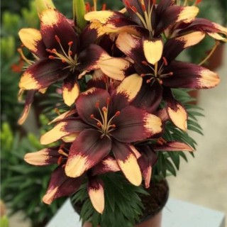 Củ ly lùn siêu hoa Hà Lan sai hoa - Củ Giống Chuẩn