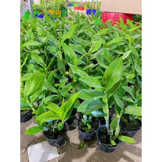 [Giá hủy diệt] denro giáng xưa mặt hoa lạ đang nụ