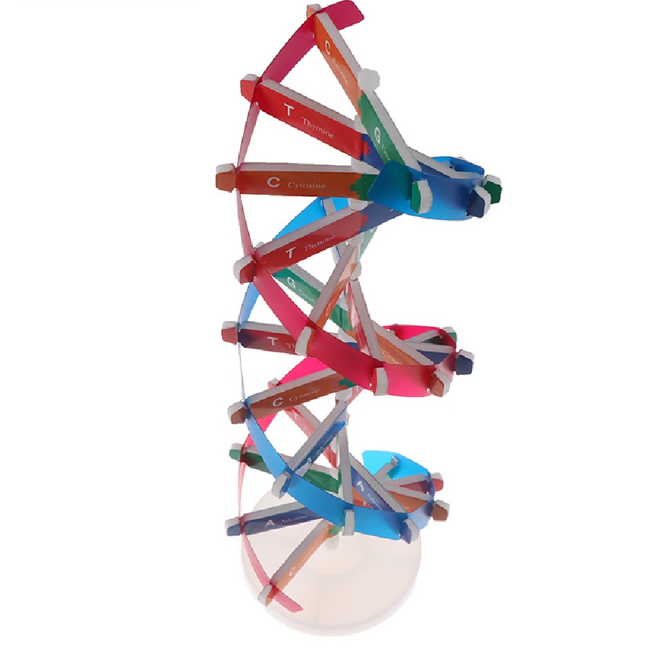 T&W Mô Hình Khoa Học Dna Genetic