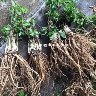 100h - hạt giống sâm đương quy - hạt giống tốt