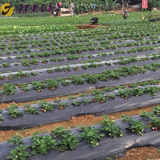 Màng Nhựa Đục Lỗ 0.95 * 10m Trồng Cây Rau Củ Quả Nhà Kính